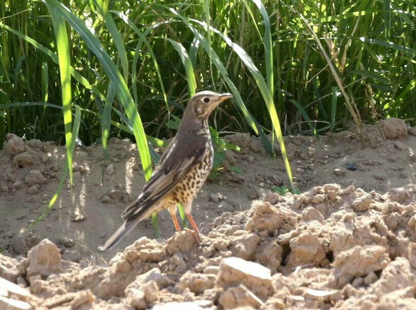 Mistle Thrush on the ground