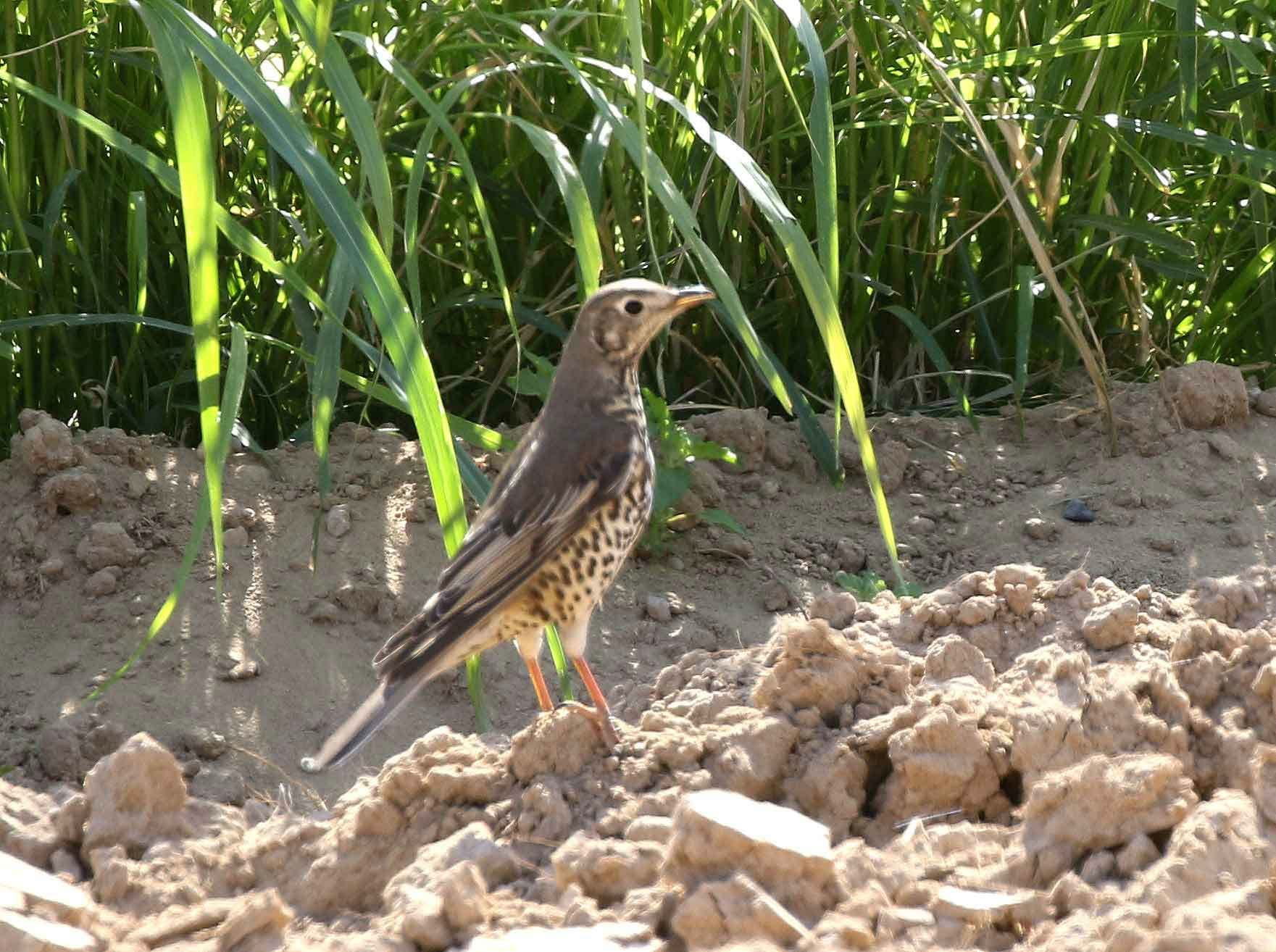 Mistle Thrush on the ground