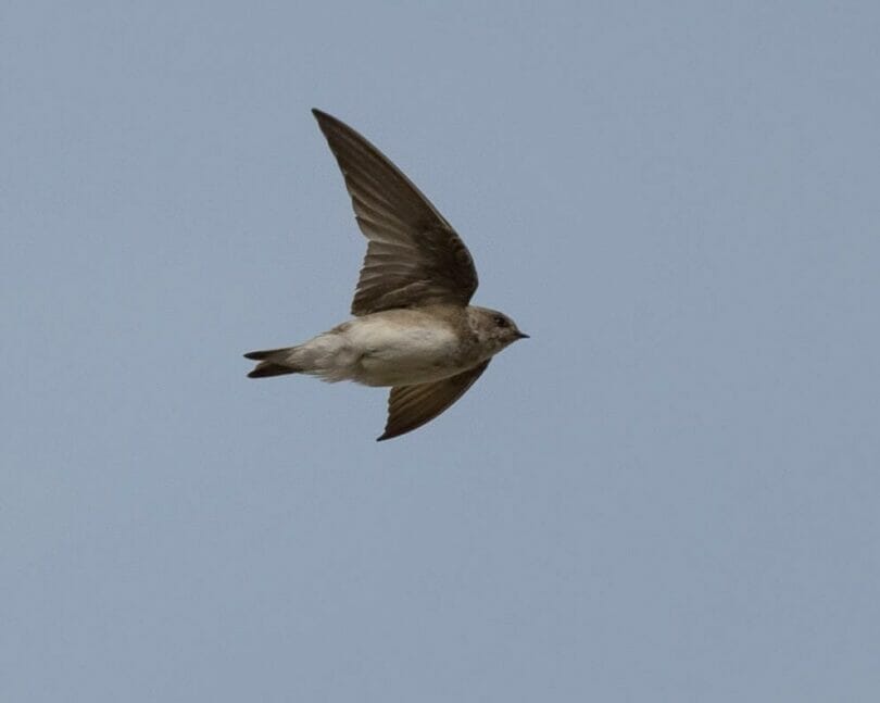 Grey-throated Martin in flight