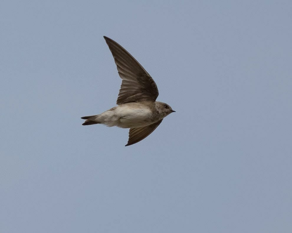 Grey-throated Martin in flight