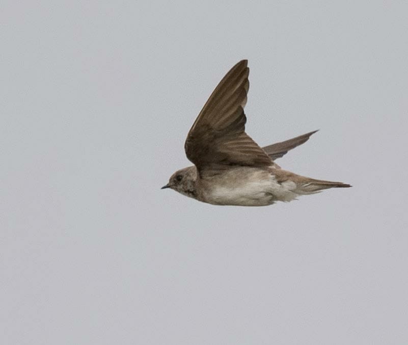 Grey-throated Martin Riparia chinensis