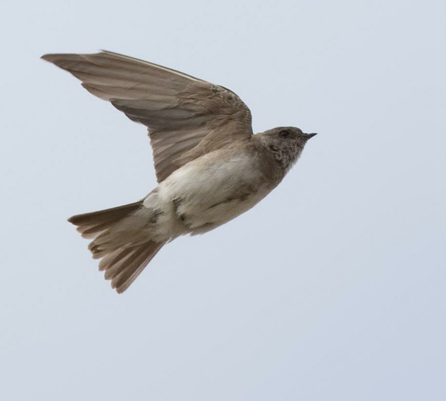 Grey-throated Martin Riparia chinensis