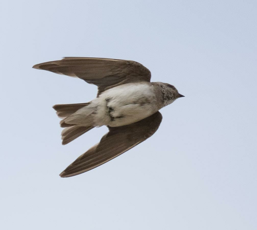 Grey-throated Martin Riparia chinensis