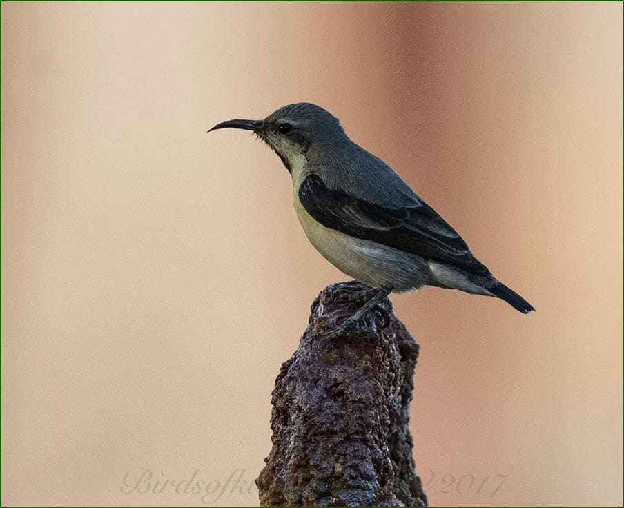Purple Sunbird Cinnyris asiaticus