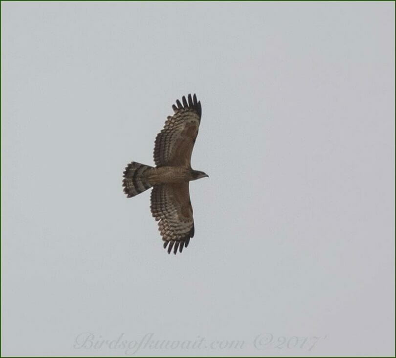 Crested Honey Buzzard in flight