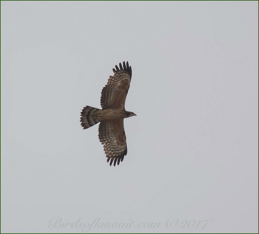 Crested Honey Buzzard in flight