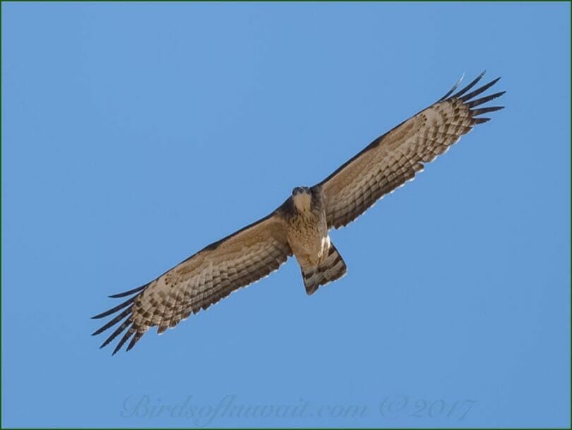 Crested Honey Buzzard in flight