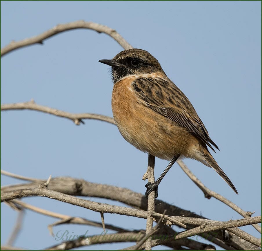 European Stonechat perched on a branch of a tree