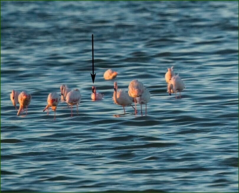 Lesser Flamingo amongst Greater Flamingos