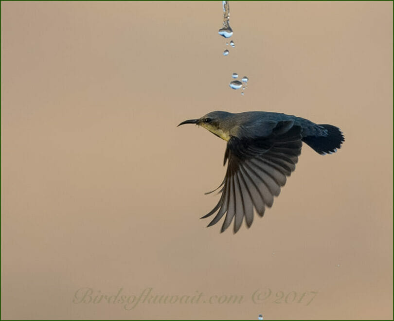 Purple Sunbird in flight under water droppings