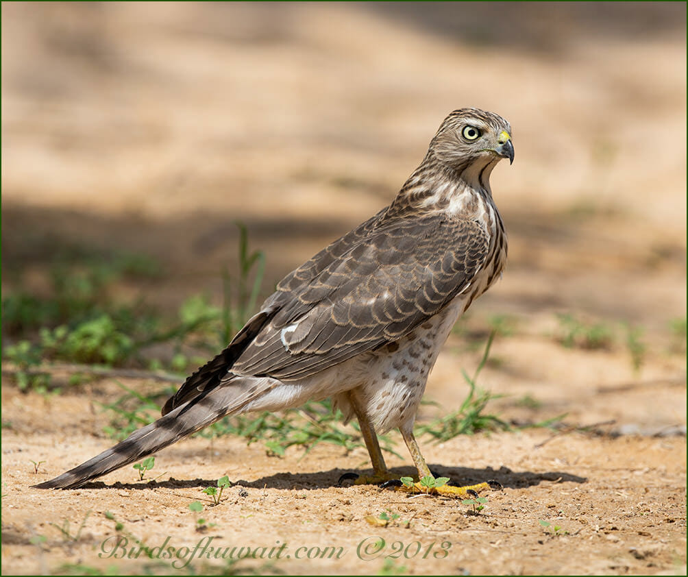Asian Shikra Accipiter (badius) cenchroides
