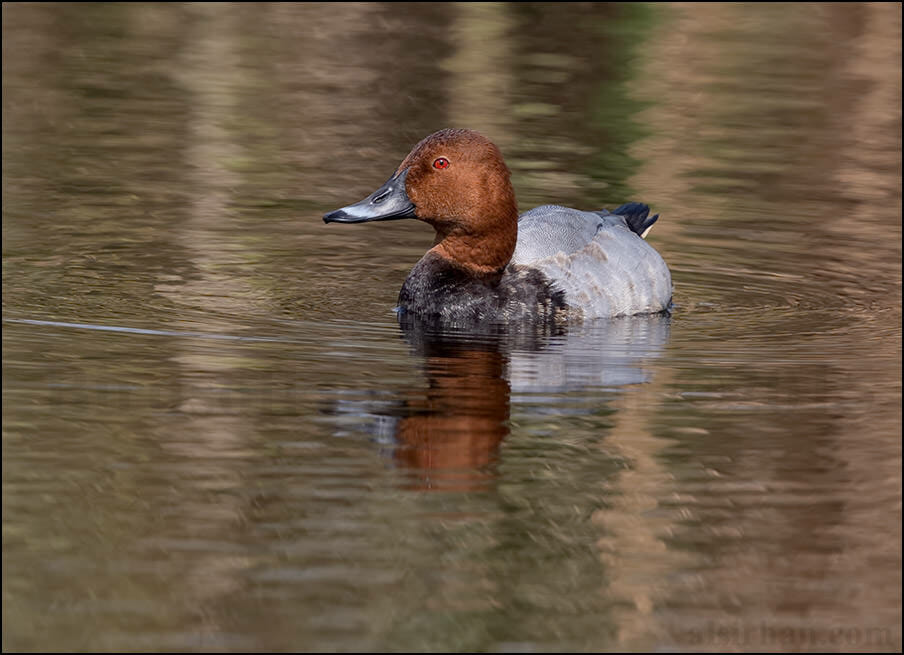 Common Pochard Aythya ferina