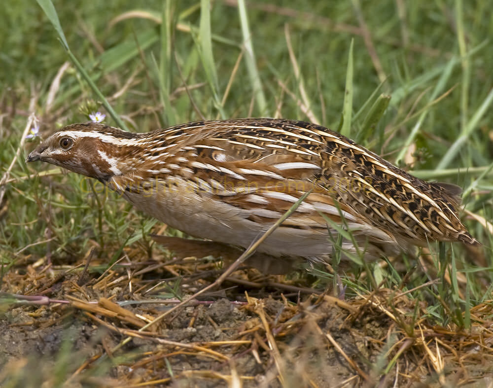 Common Quail feeding on ground