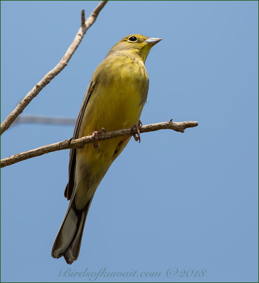Cinereous Bunting perched on a branch of a treeg