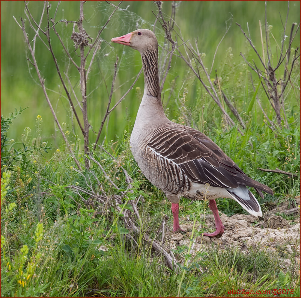 Eastern Greylag Goose Anser anser rubrirostris