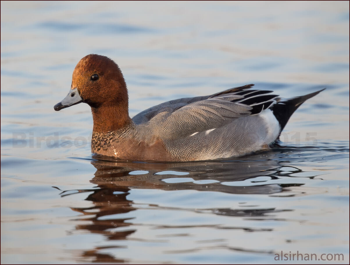 Eurasian Wigeon Anas penelope
