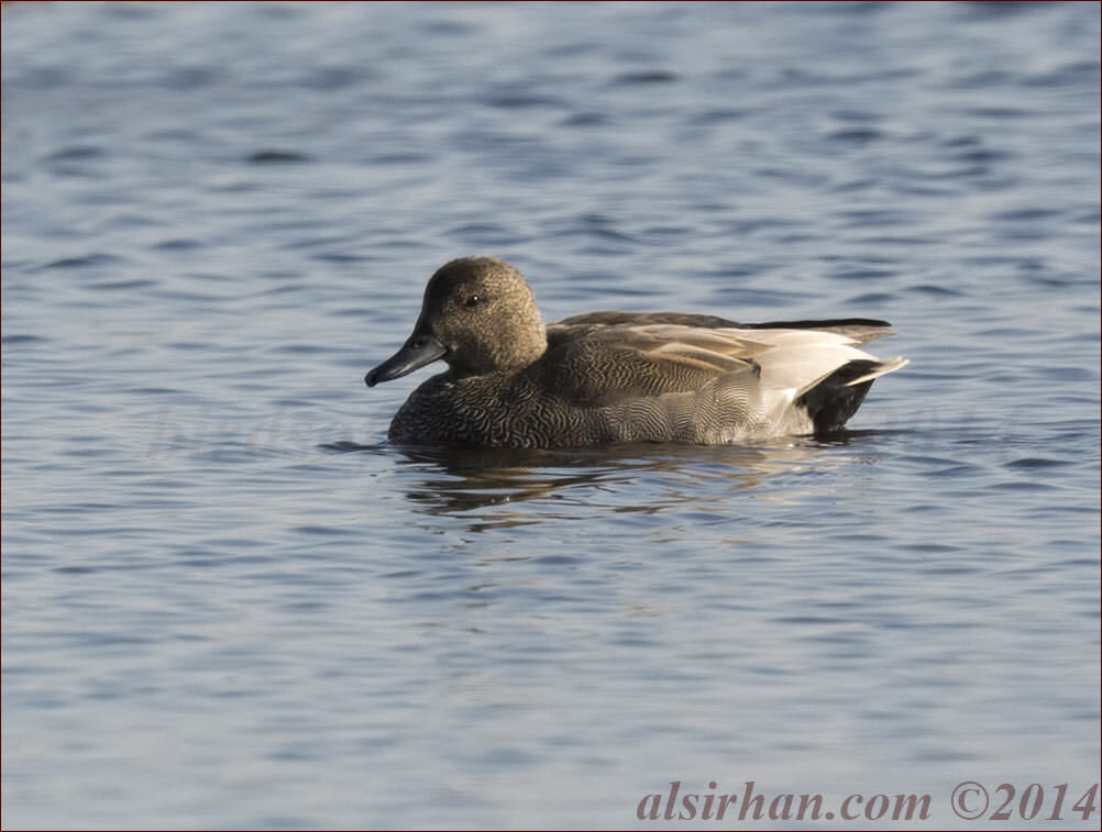 Gadwall Anas strepera