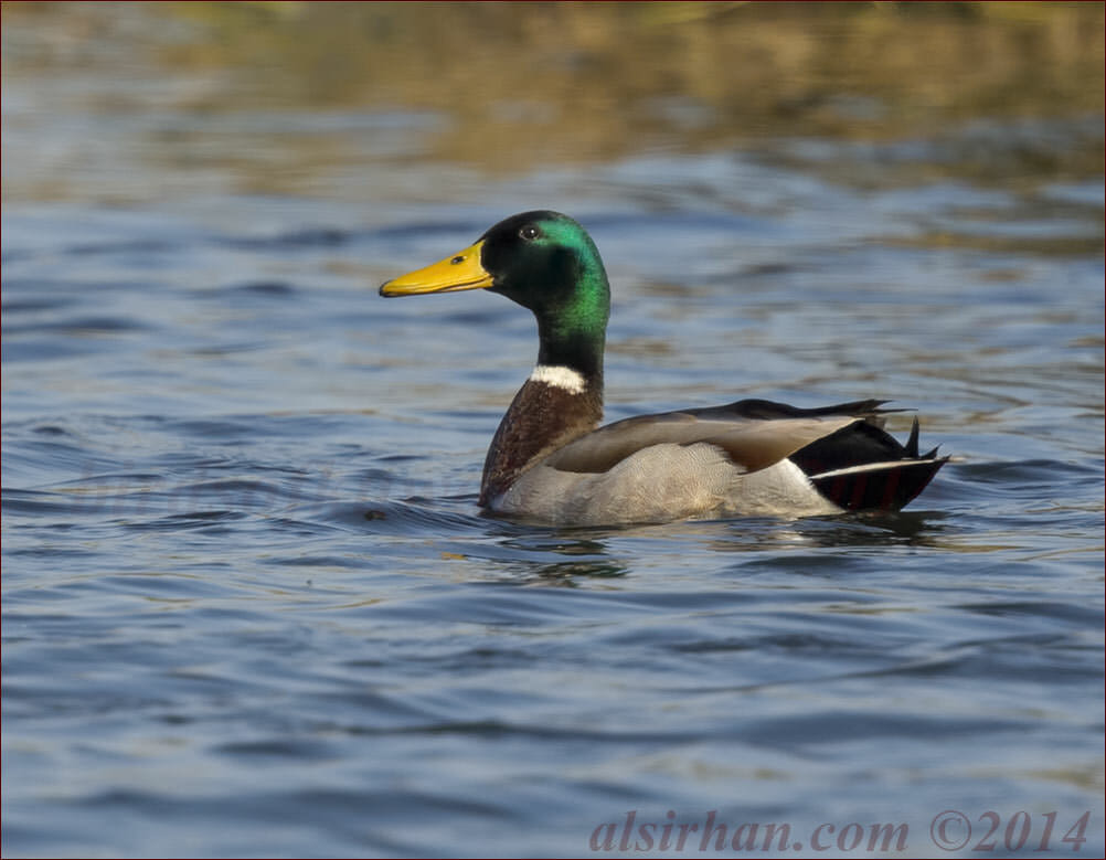 Mallard swimming in water