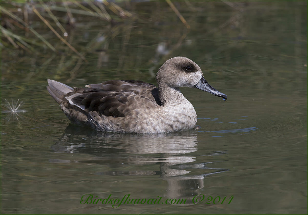 Marbled Duck Marmaronetta angustirostris