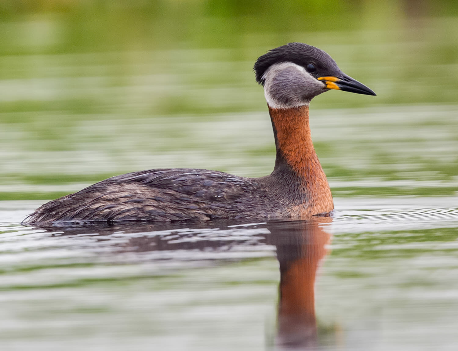 Red-necked Grebe swimming in water