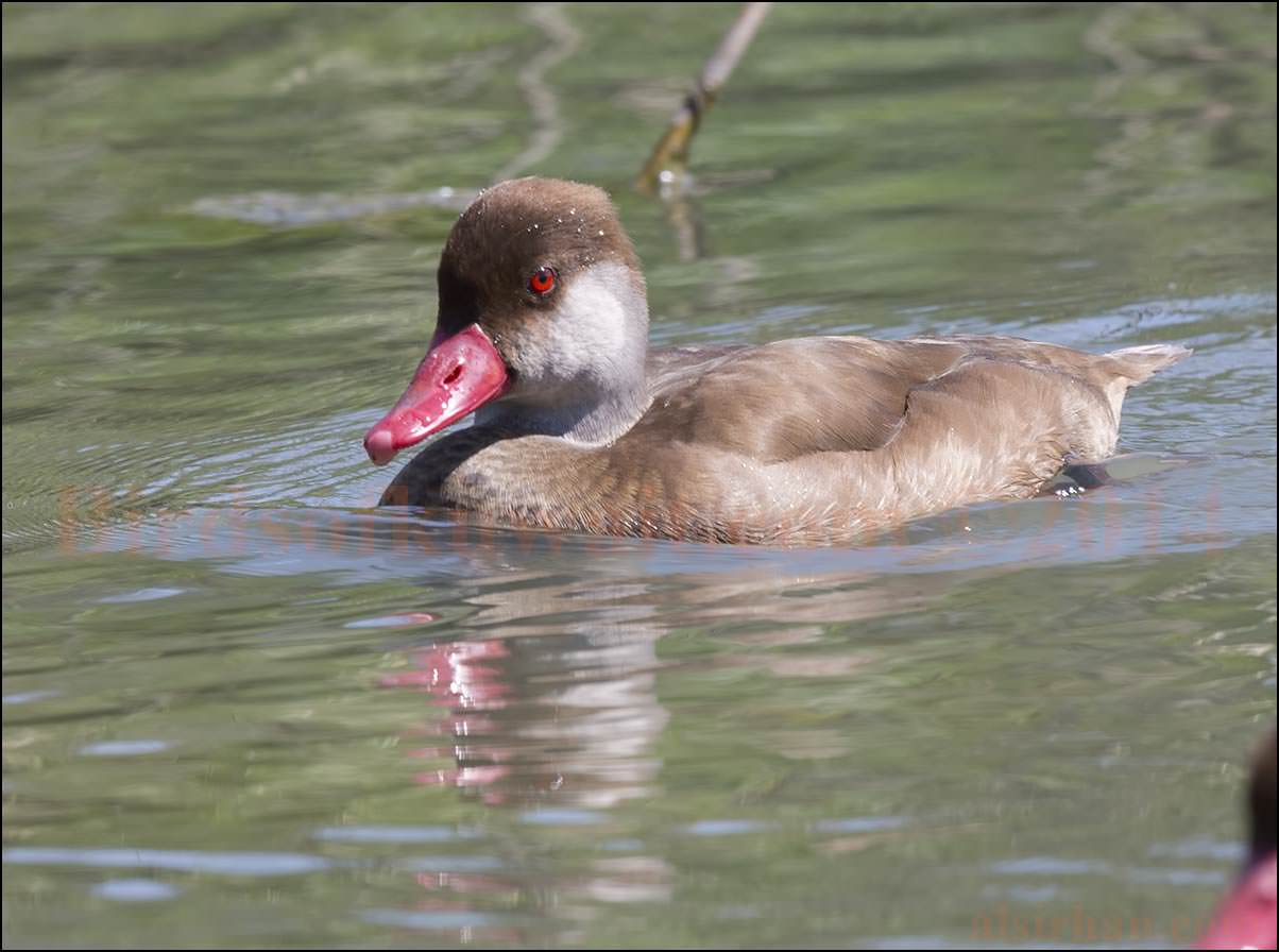 Red-crested Pochard Netta rufina
