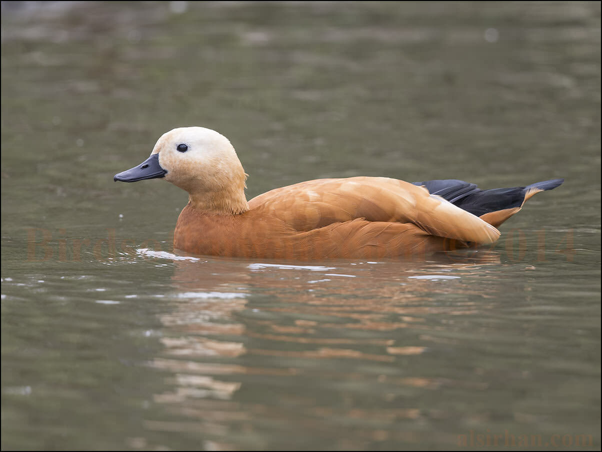 Ruddy Shelduck Tadorna ferruginea