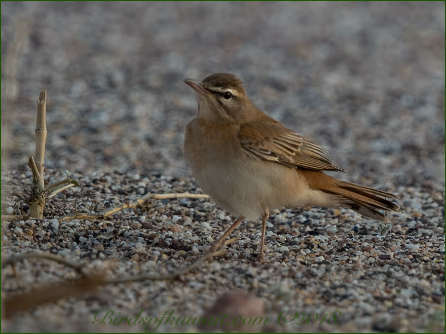 Rufous-tailed Scrub Robin perched on ground