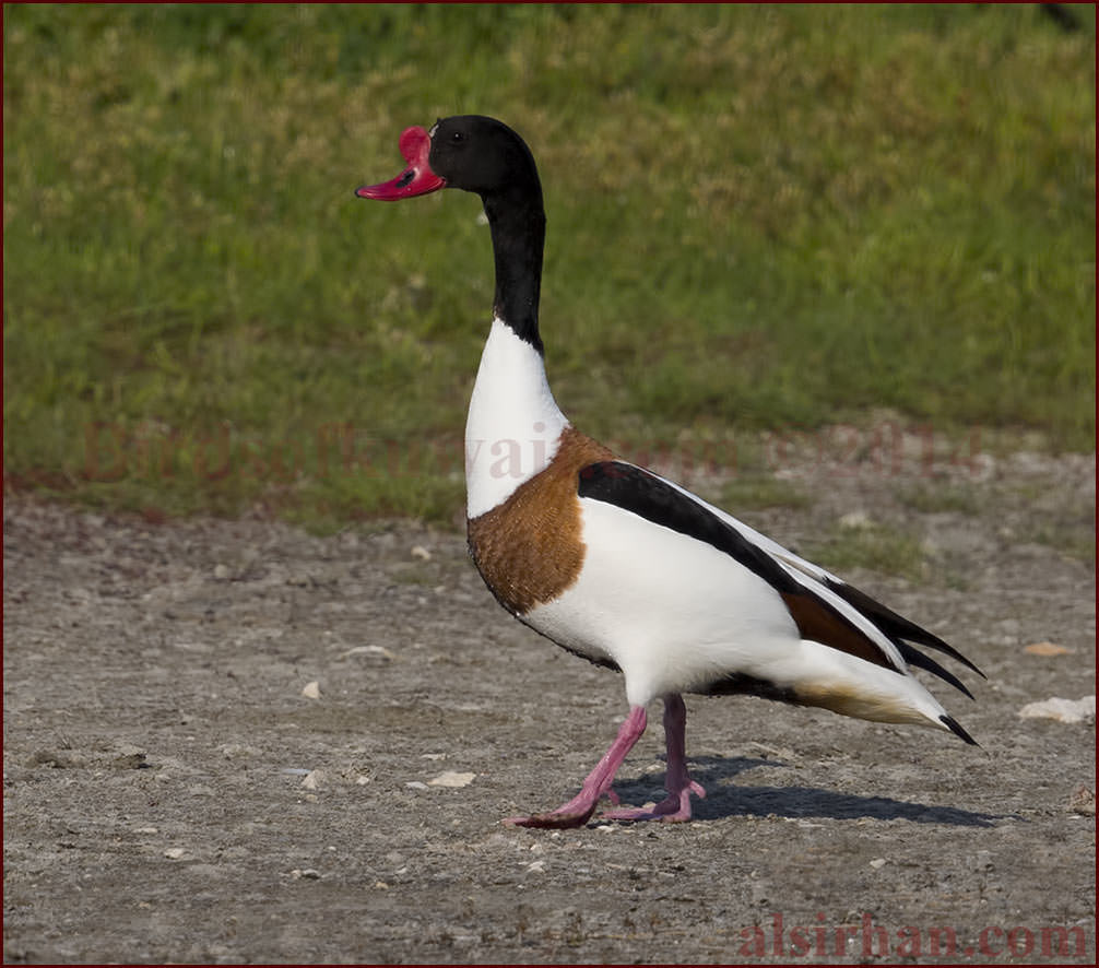 Common Shelduck Tadorna tadorna