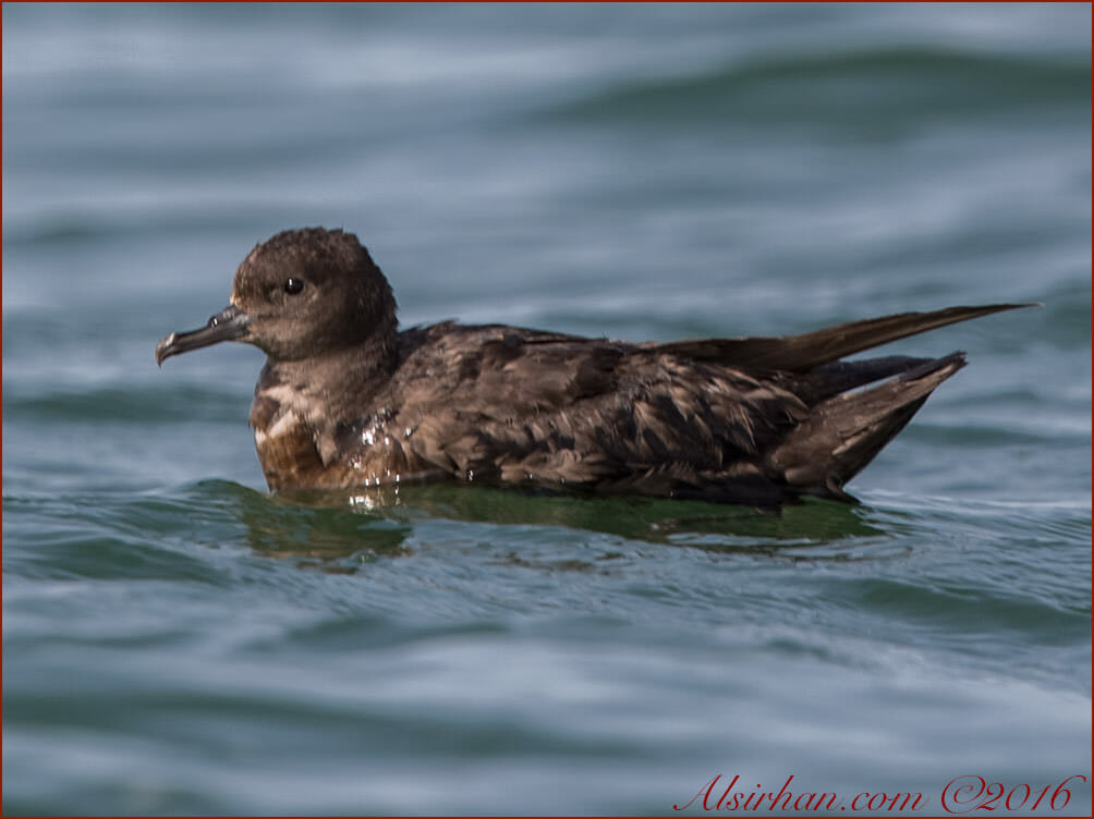 Sooty Shearwater Ardenna grisea