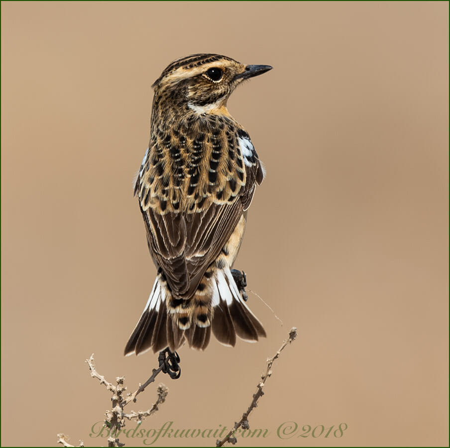 Whinchat perched on a stem of a plant