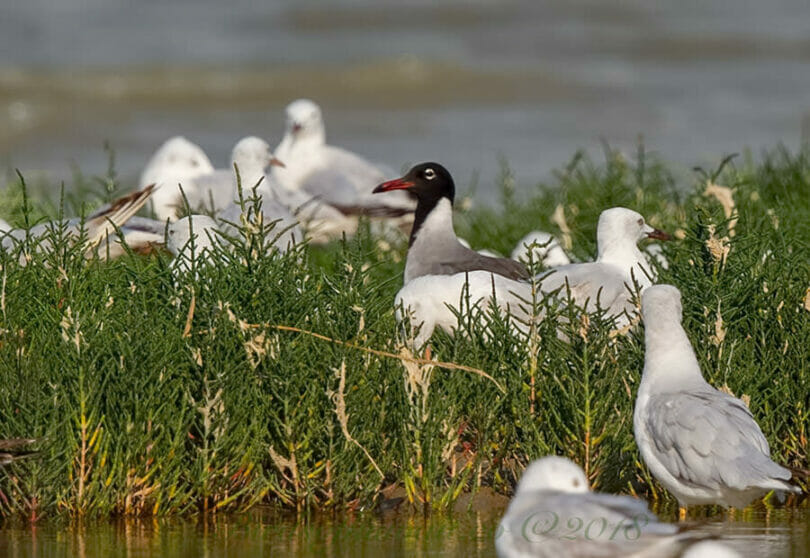 White-eyed Gull second summer bird amongst gulls