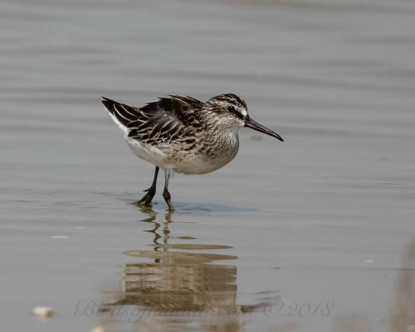 Broad-billed Sandpiper standing in water