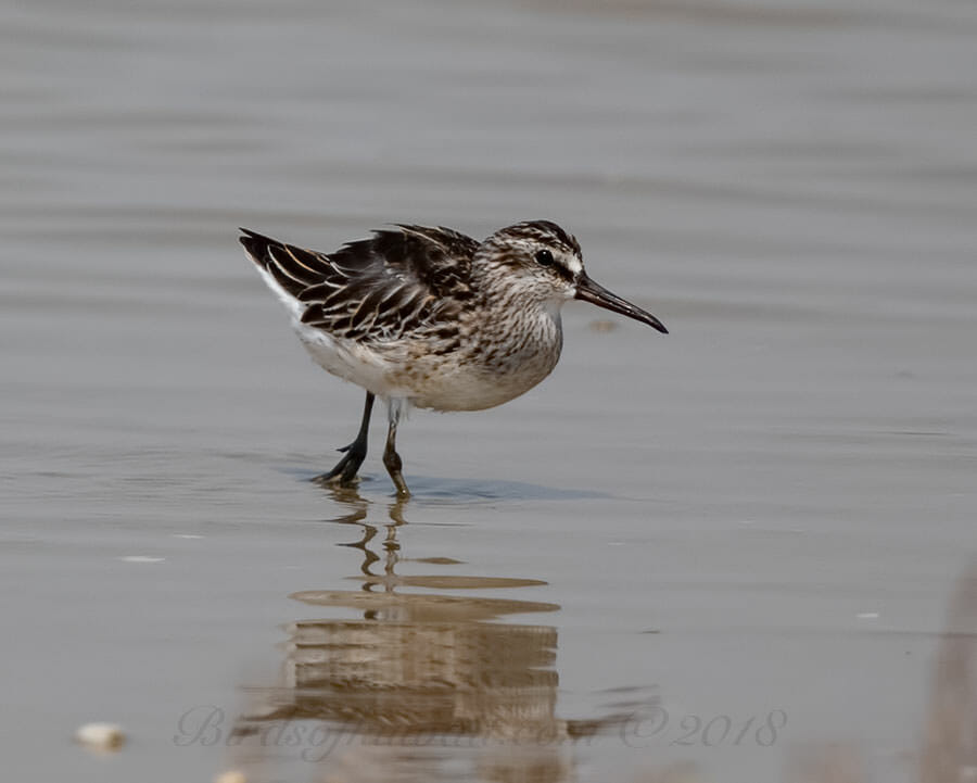 Broad-billed Sandpiper standing in water