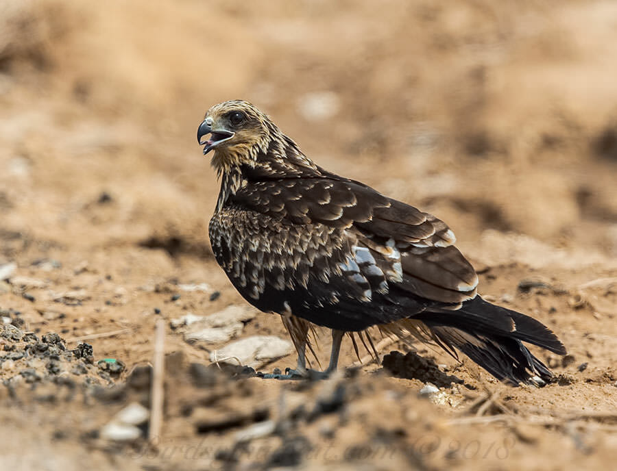 Black-eared Kite Milvus (migrans) lineatus
