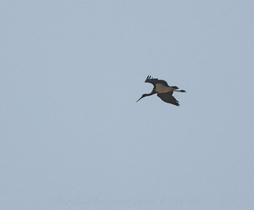 Black Stork in flight