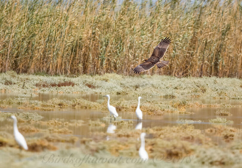Bonelli's Eagle in flight
