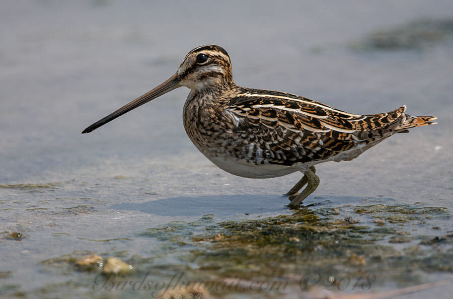 Common Snipe Gallinago gallinago