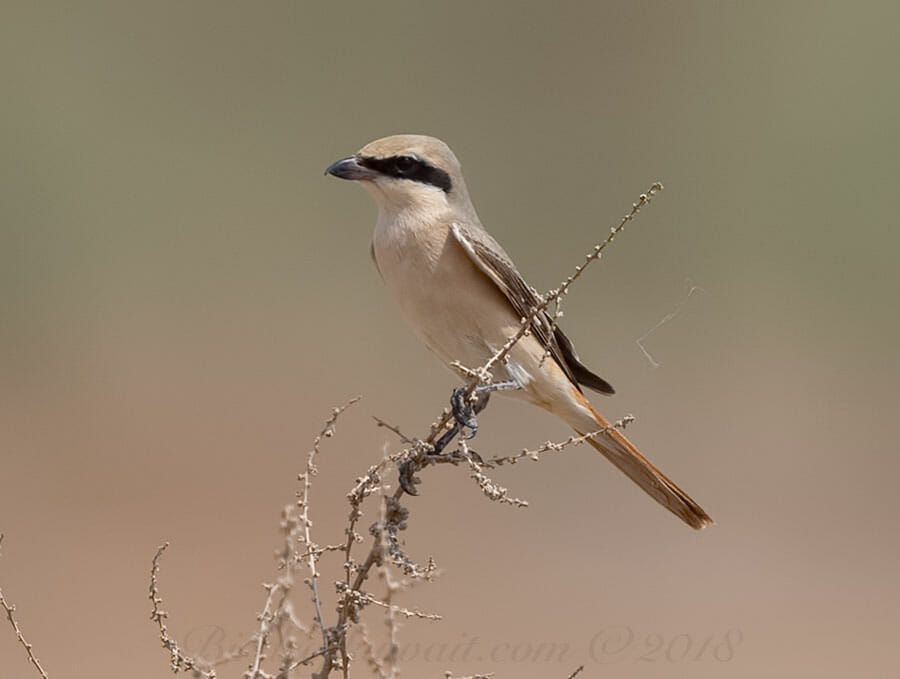 Daurian Shrike Lanius isabellinus