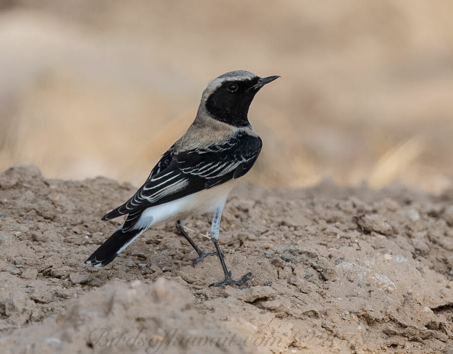 Eastern Black-eared Wheatear Oenanthe (hispanica) melanoleuca
