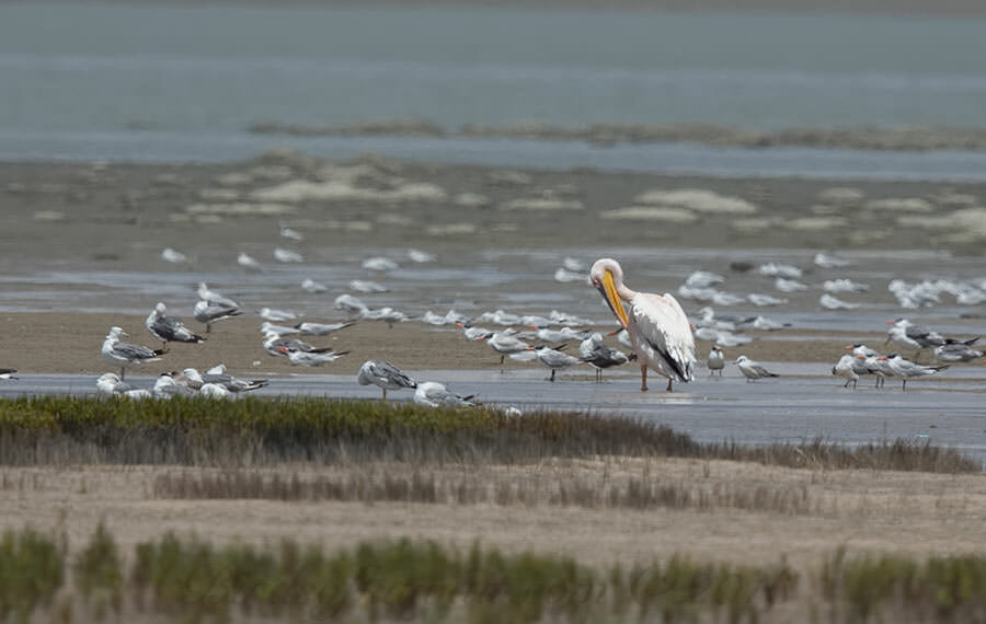 Great White Pelican Pelecanus onocrotalus