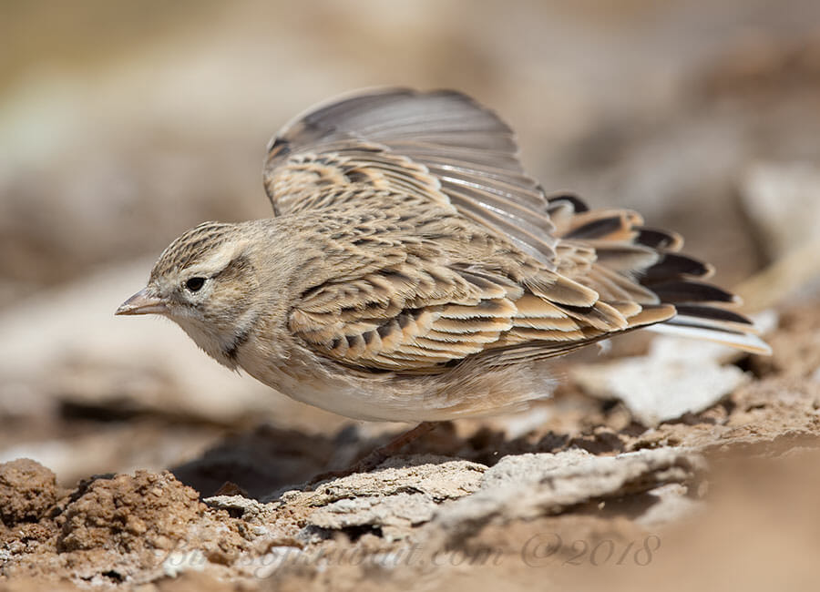 Greater Short-toed Lark Calandrella brachydactyla