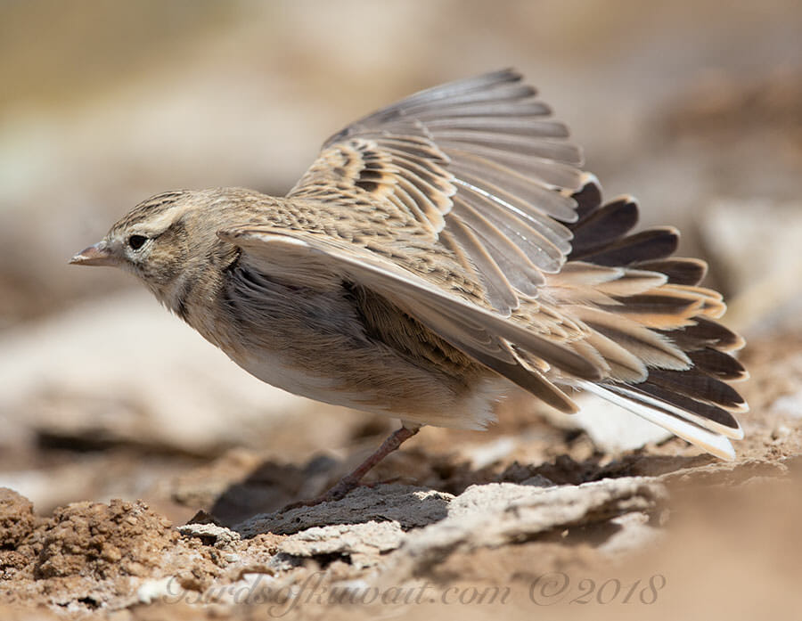 Greater Short-toed Lark Calandrella brachydactyla