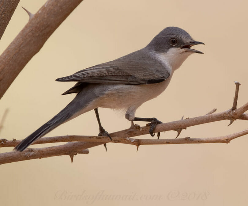 Hume's Whitethroat perched on a branch of a tree