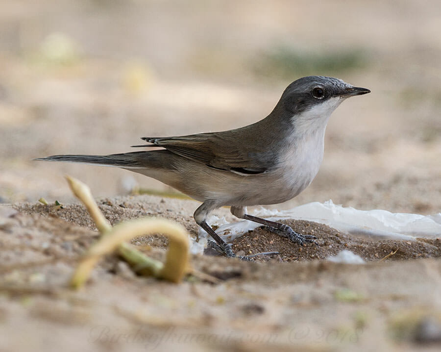 Hume's Whitethroat perched on ground