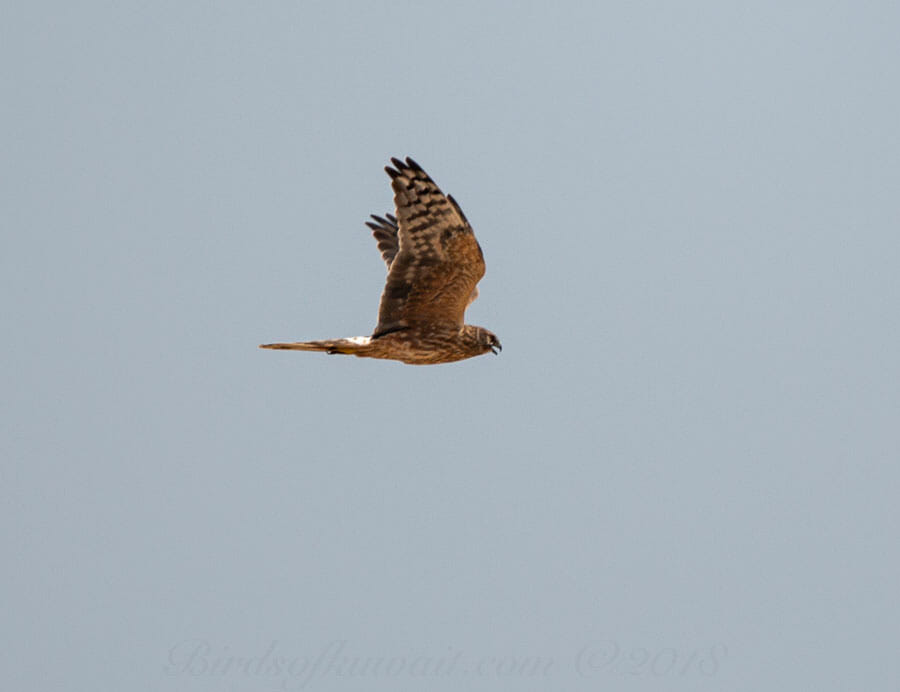 Pallid Harrier Circus macrourus