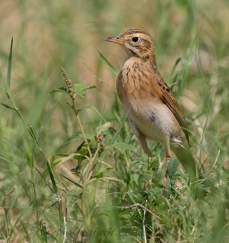 Richard's Pipit perched on grass leaves