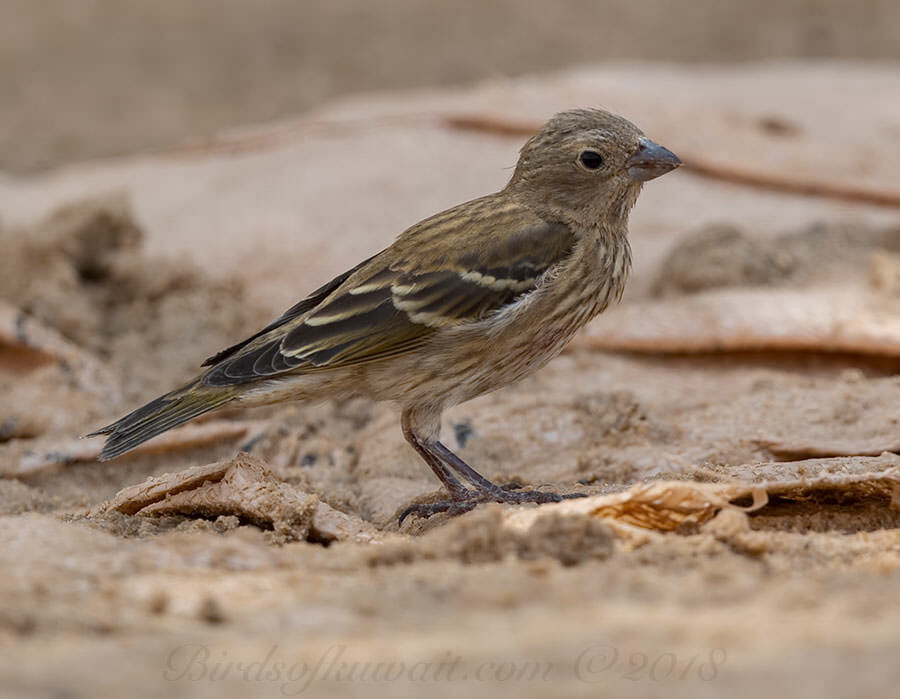Common Rosefinch Carpodacus erythrinus
