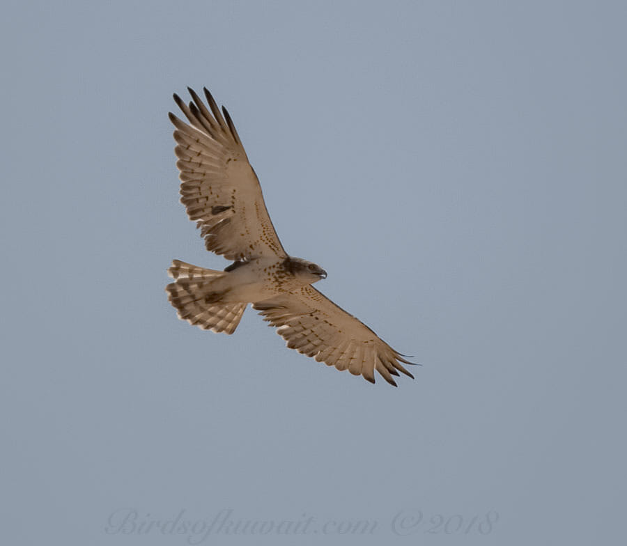 Short-toed Snake Eagle Circaetus gallicus