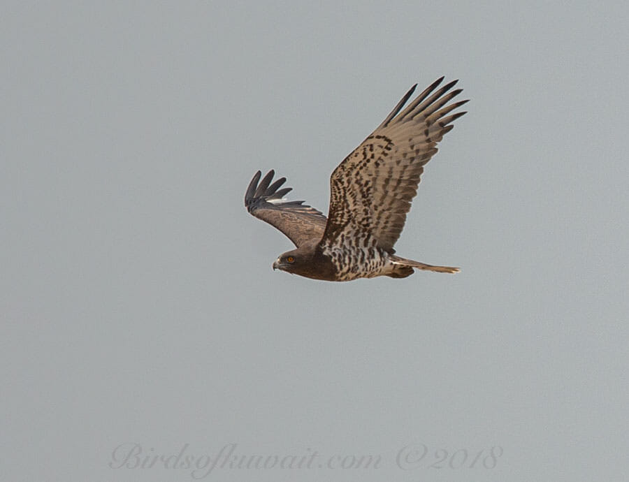 Short-toed Snake Eagle Circaetus gallicus