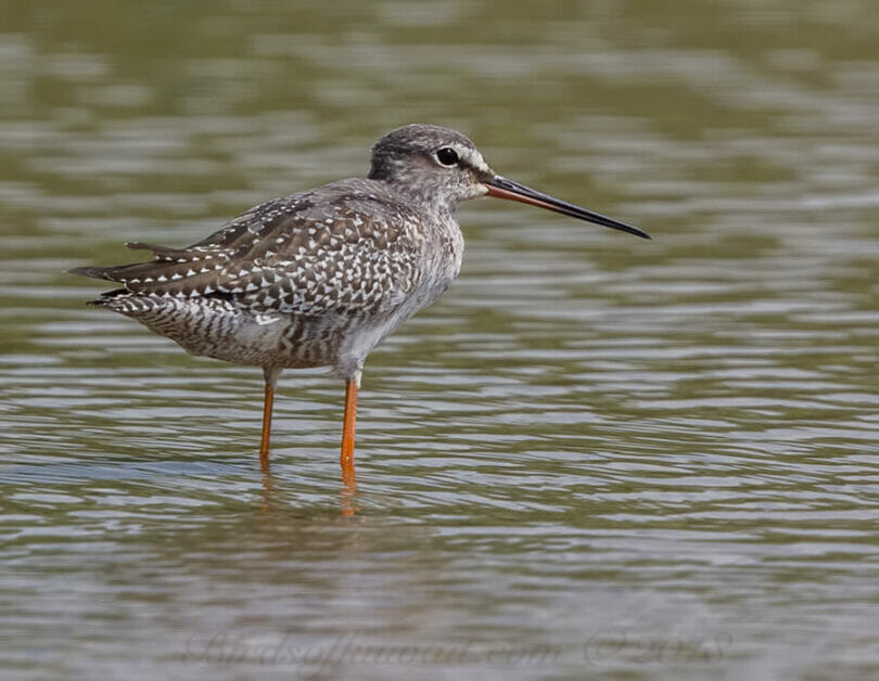 Spotted Redshank standing in water